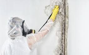 Mold Documentation for Insurance Claims in Marcus Hook, PA